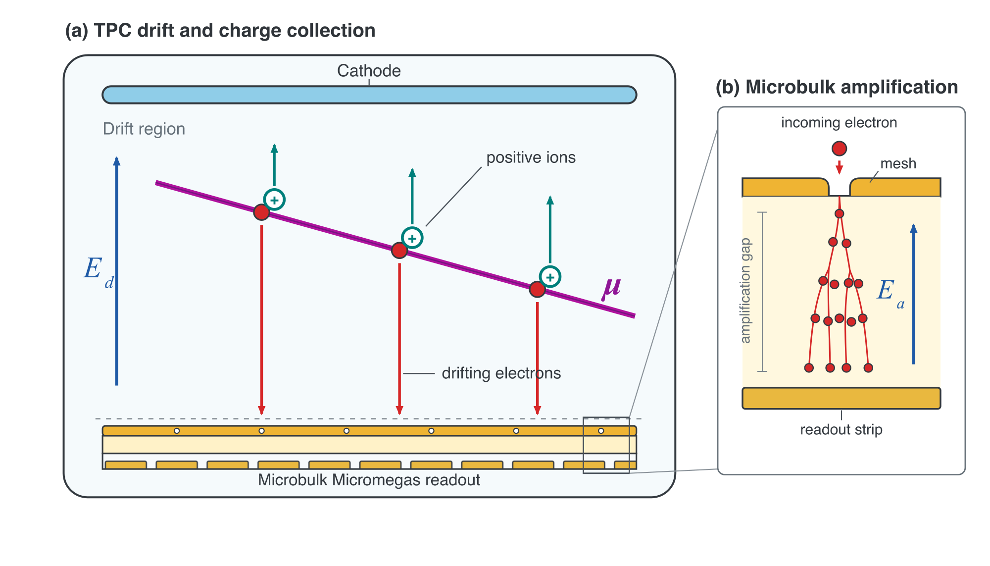 Figure 3.1: Schematic representation of a Time Projection Chamber (TPC). The ionization of the gas medium by an incoming particle results in the generation of electrons. The electrons drift toward the anode under the influence of an electric field 𝐸 𝑑 and are amplified upon reaching the amplification region where a higher electric field 𝐸 𝑎 is applied.